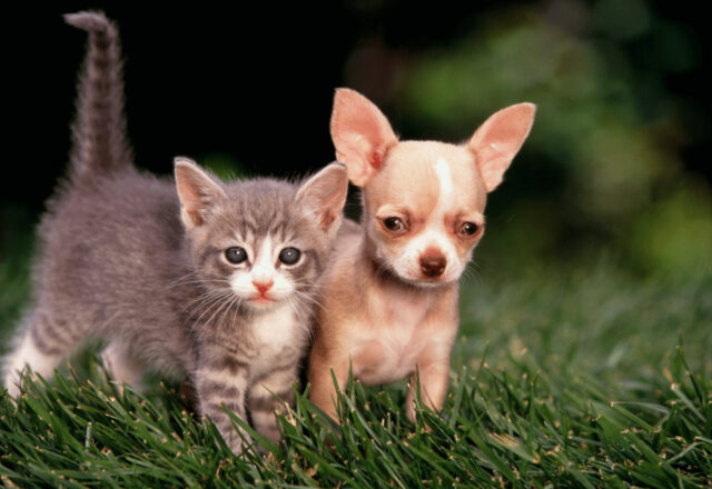 犬や猫と幸せに暮らすための第一歩｜動物を迎える前に知っておくべきこと