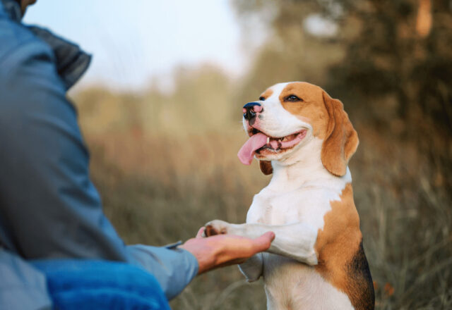 【獣医師監修】犬のしつけ、あなたは間違っていませんか？ ｜正しいしつけで愛犬との絆を深める方法