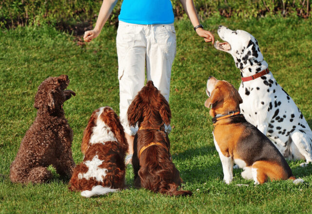 犬のしつけは愛情のカタチ｜正しいしつけで築く幸せな関係