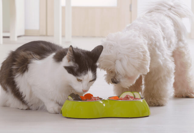 犬と猫のための薬膳入門｜東洋医学で健康をサポート